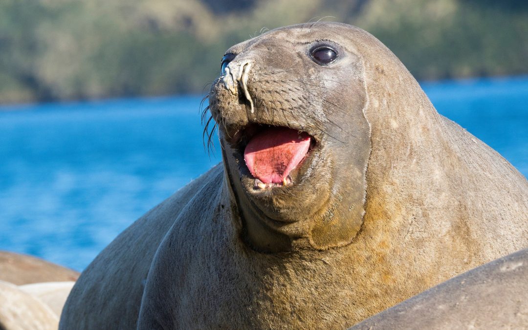 NASA uses sea elephants to understand climate change