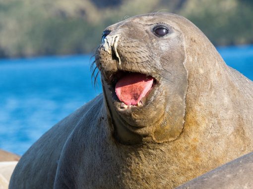 NASA uses sea elephants to understand climate change